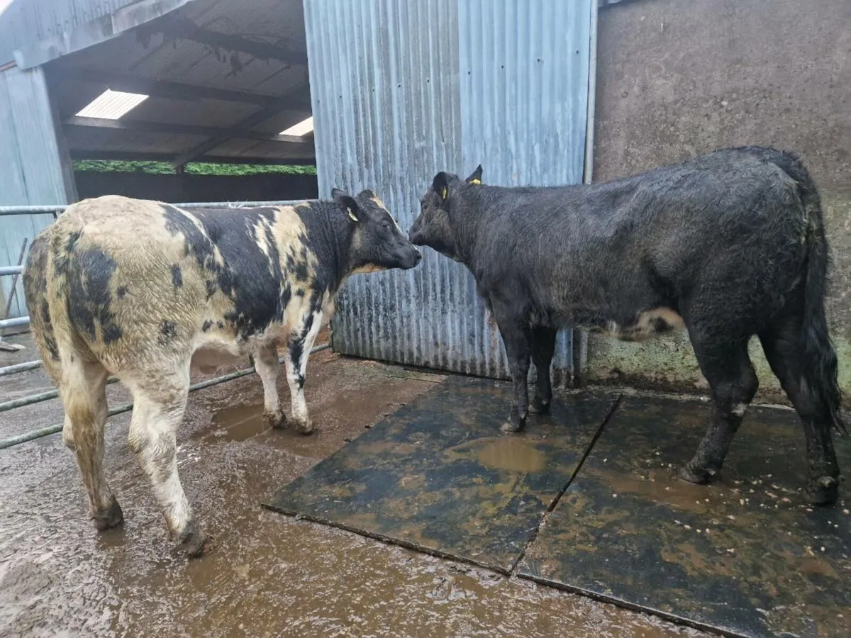 Breeding Heifers - Image 1
