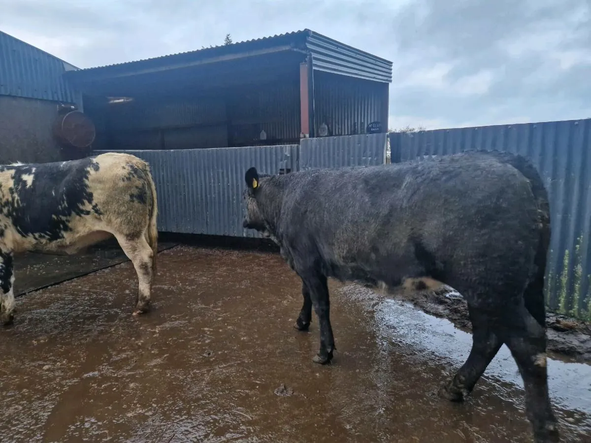 Breeding Heifers - Image 2