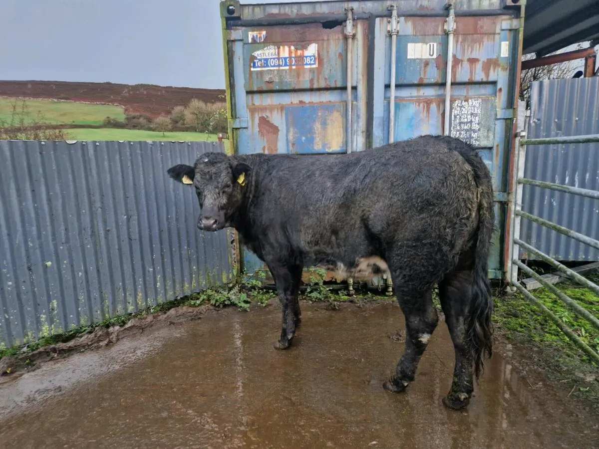 Breeding Heifers - Image 3