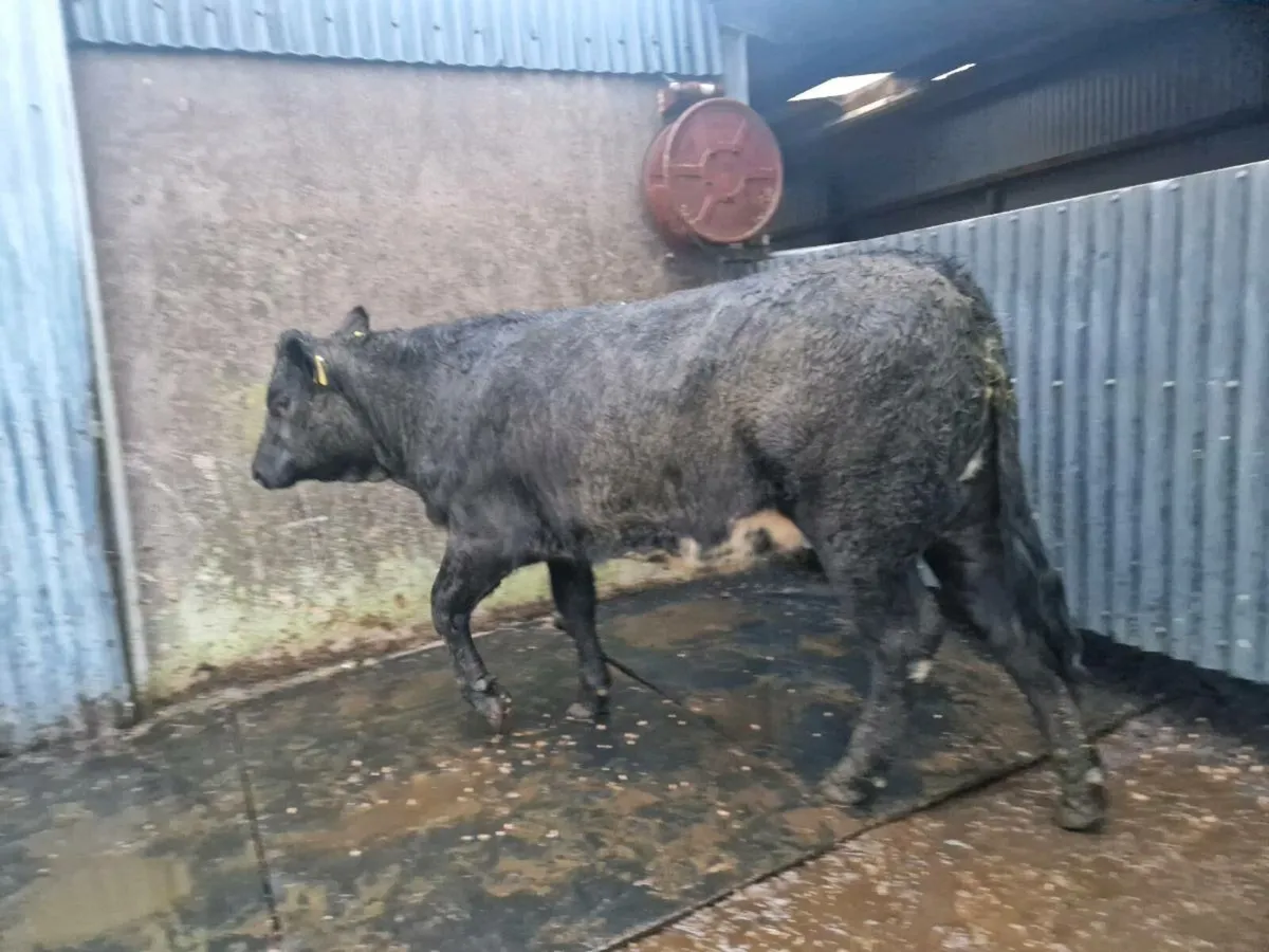 Breeding Heifers - Image 4
