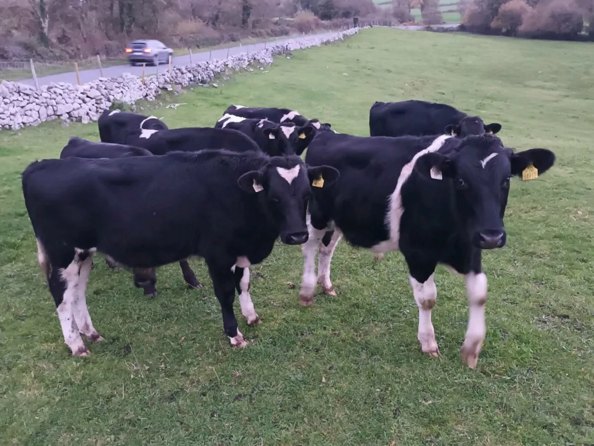 12 ANGUS AND FRIESEN CATTLE - Image 1