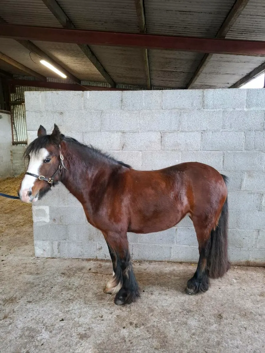 Beginners / Therapy 12.1hh pony - Image 1