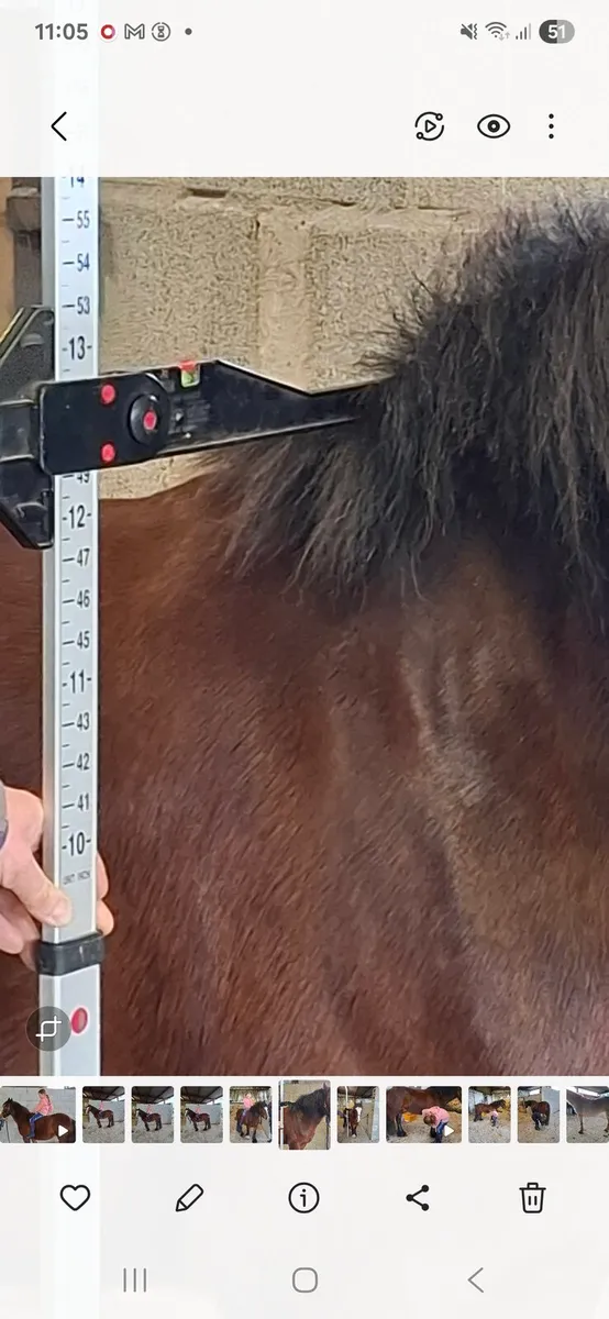 Beginners / Therapy 12.1hh pony - Image 2