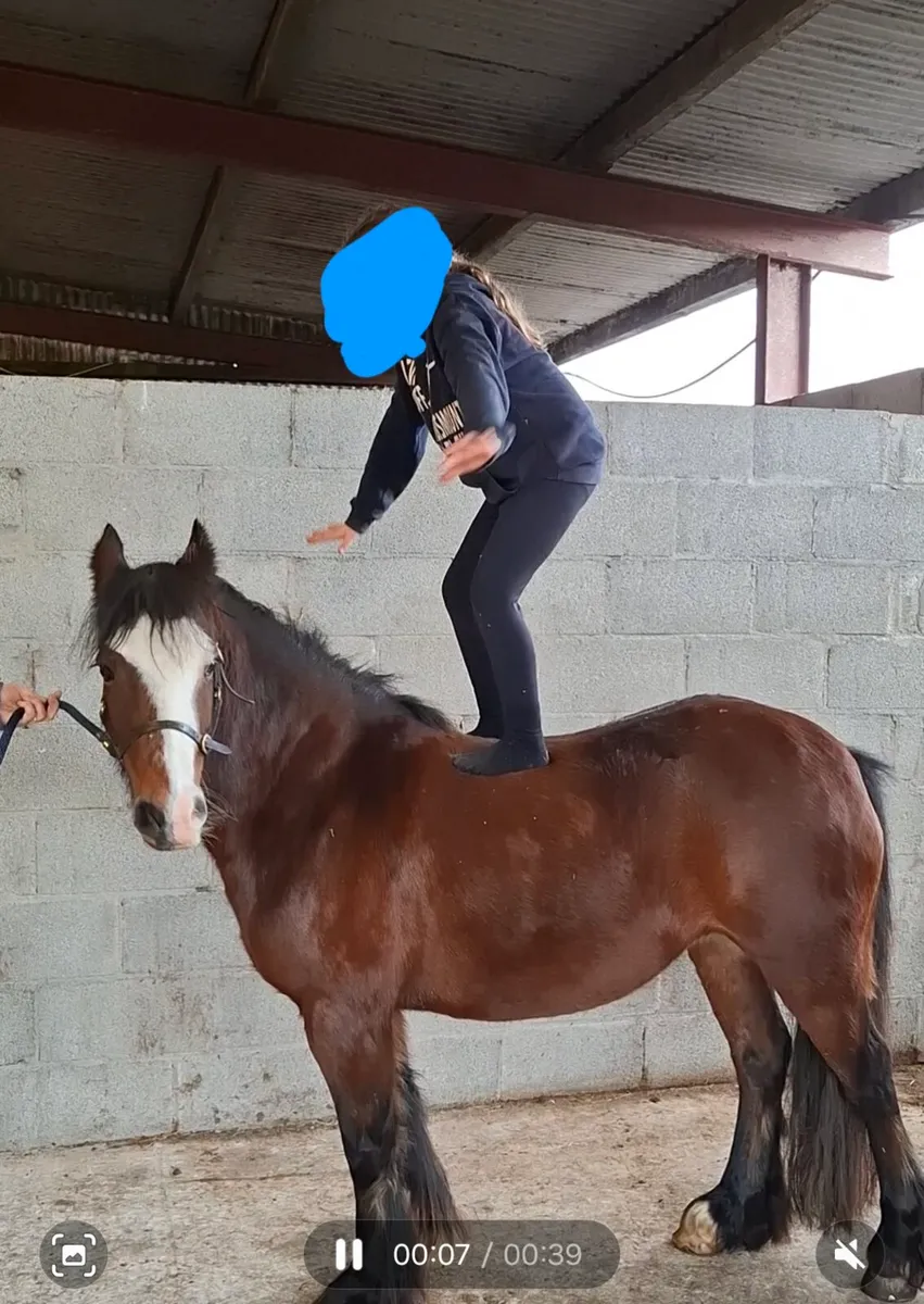 Beginners / Therapy 12.1hh pony - Image 3