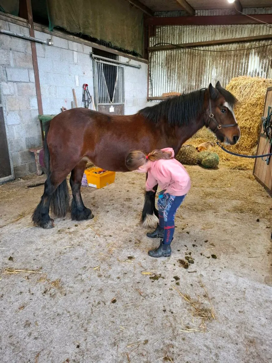 Beginners / Therapy 12.1hh pony - Image 4