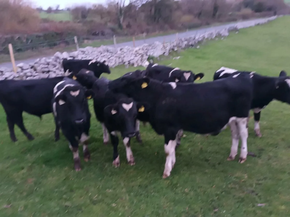 12 ANGUS AND FRIESEN CATTLE - Image 3