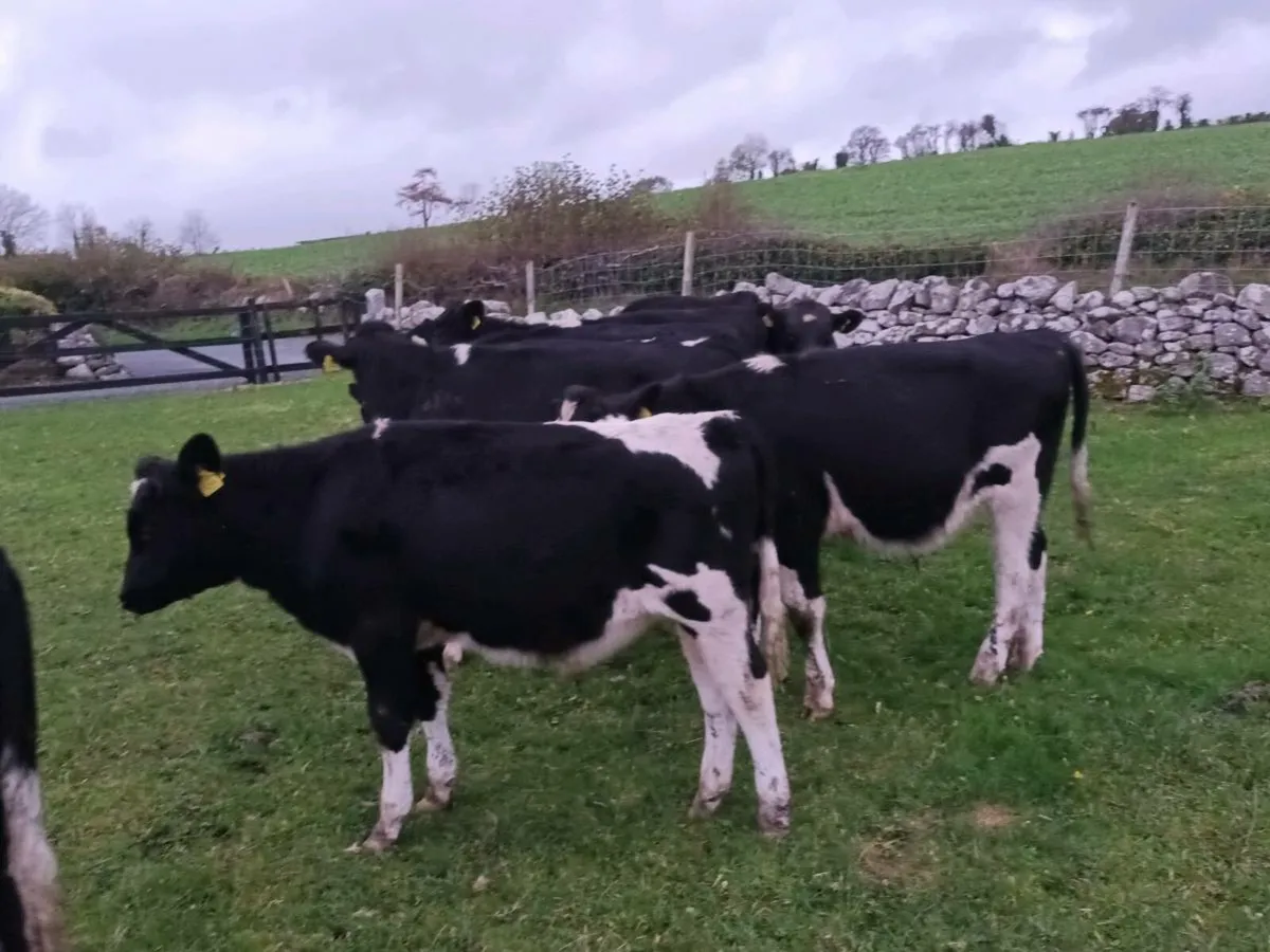 12 ANGUS AND FRIESEN CATTLE - Image 4