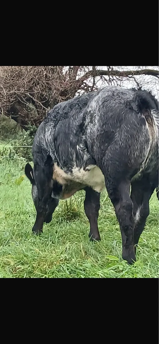 Heifer Weanlings Ballinasloe Mart 8th November - Image 1