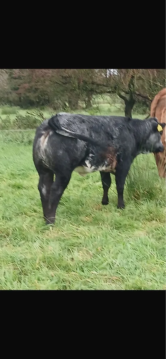 Heifer Weanlings Ballinasloe Mart 8th November - Image 2