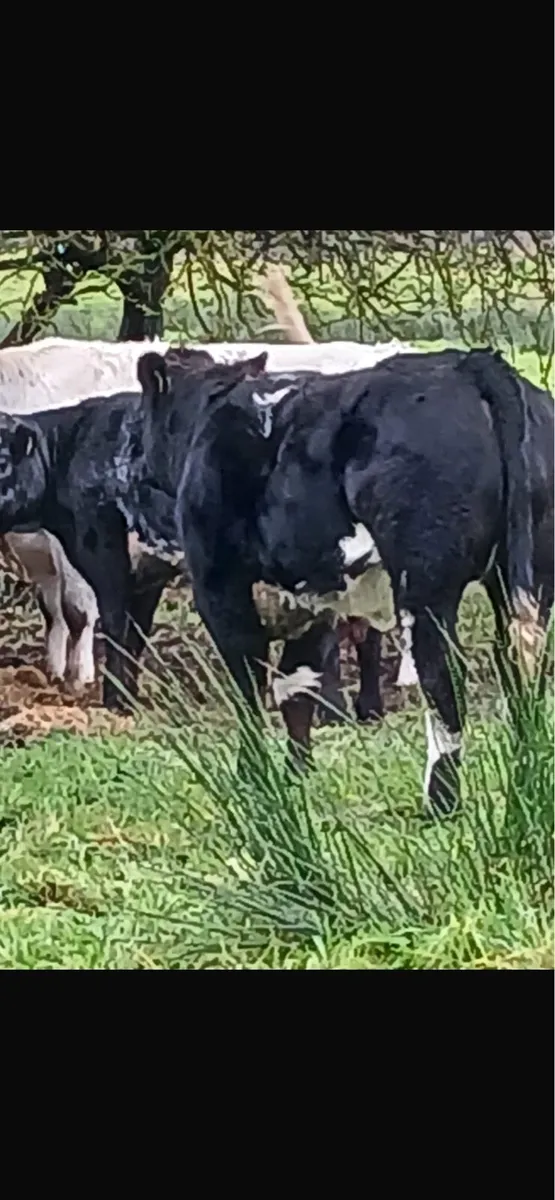 Heifer Weanlings Ballinasloe Mart 8th November - Image 3