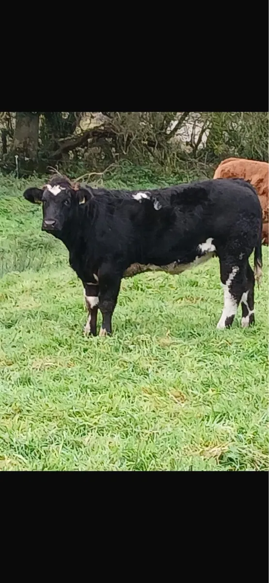 Heifer Weanlings Ballinasloe Mart 8th November - Image 4
