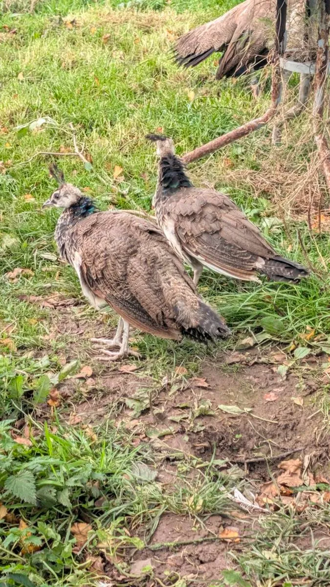 2 Pea chicks for sale Almost 4 months old - Image 1
