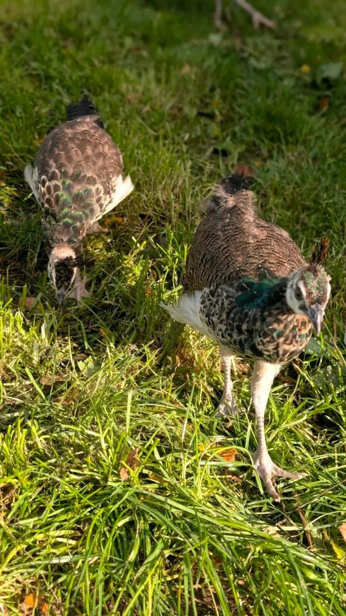 2 Pea chicks for sale Almost 4 months old - Image 2
