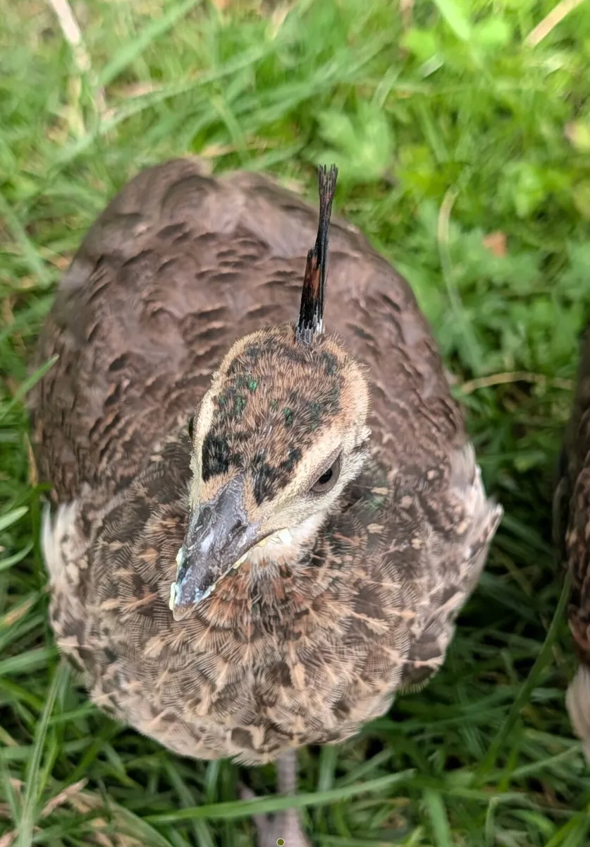 2 Pea chicks for sale Almost 4 months old - Image 3