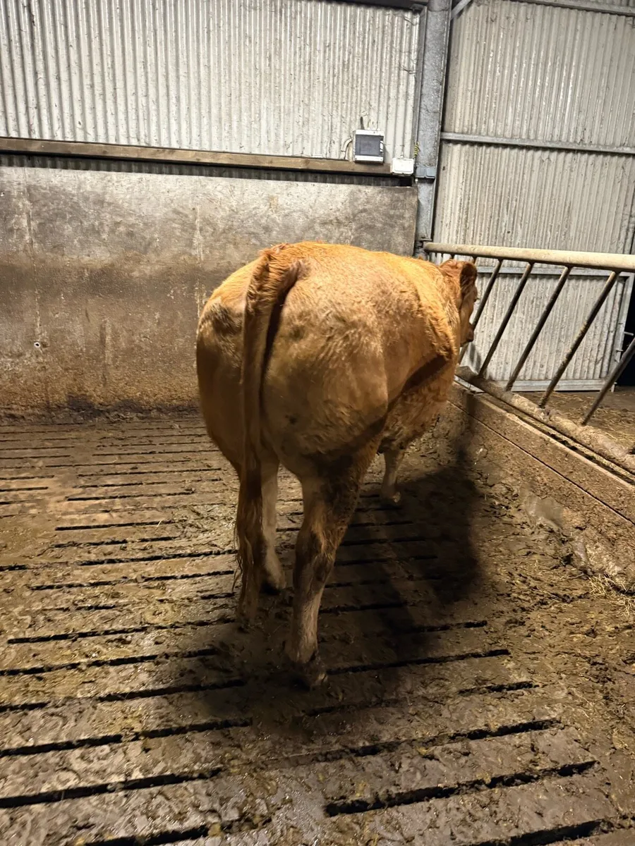 *In calf heifers* Balla mart 08/11 - Image 1