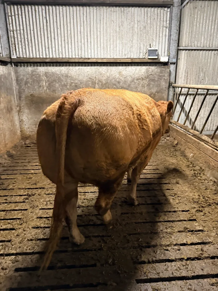 *In calf heifers* Balla mart 08/11 - Image 2