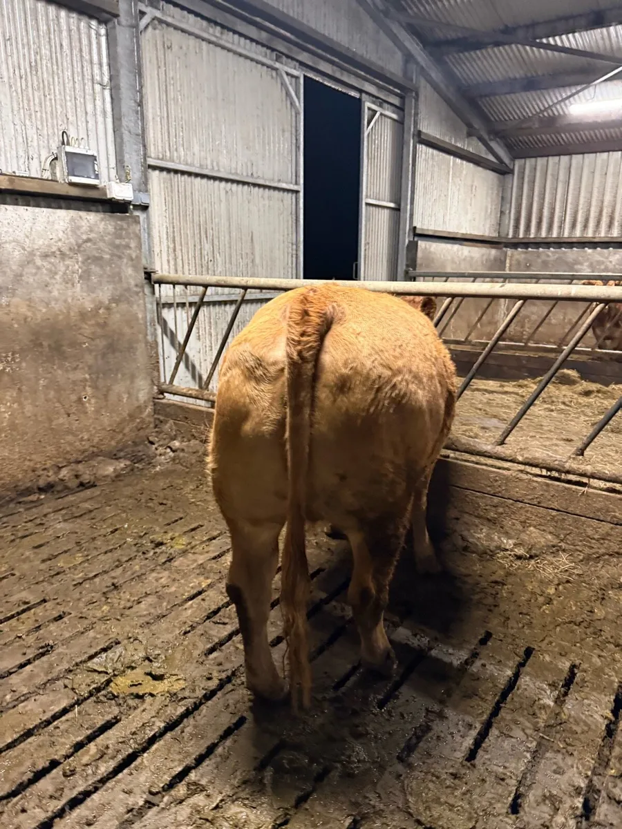 *In calf heifers* Balla mart 08/11 - Image 3