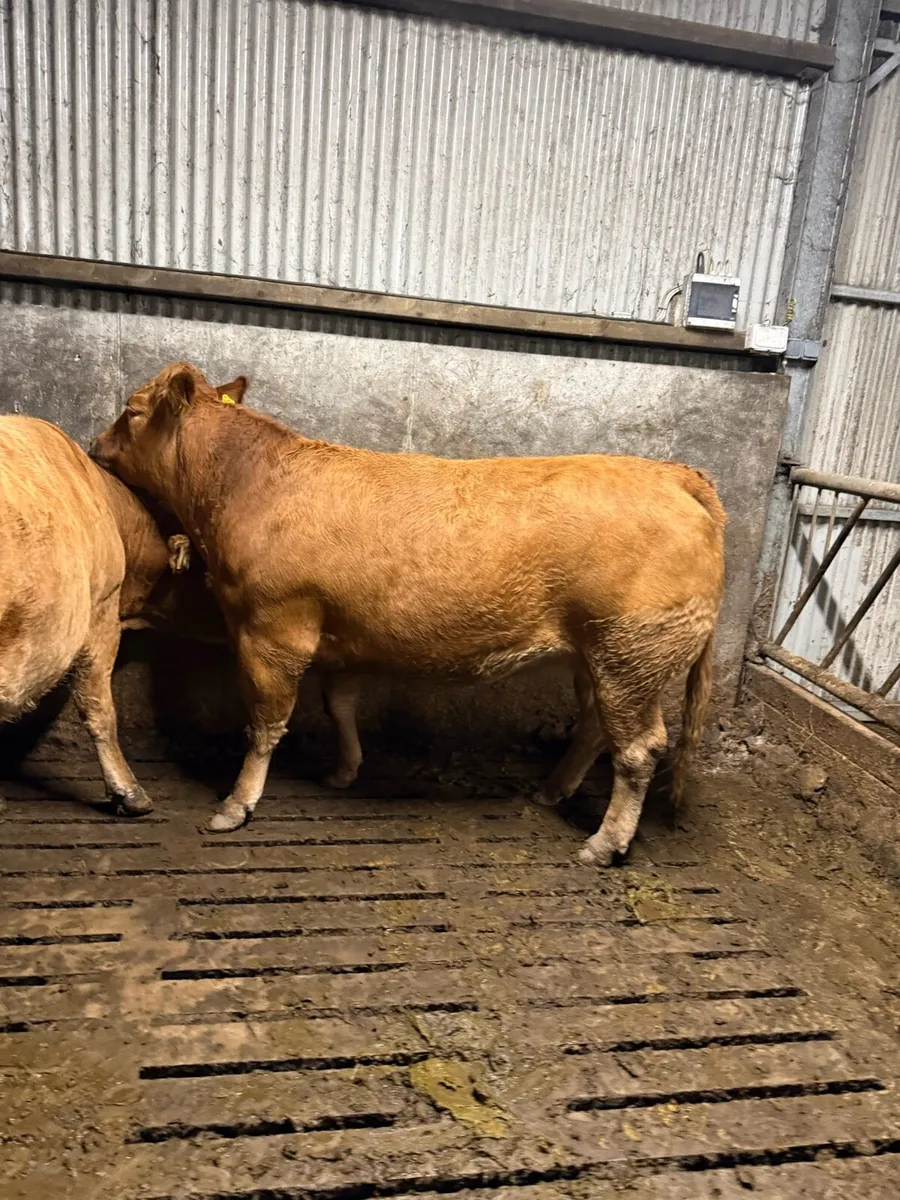 *In calf heifers* Balla mart 08/11 - Image 4