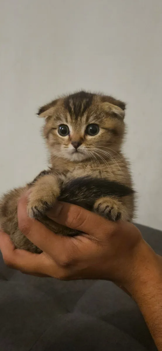 Scottish fold and straight kitten - Image 3