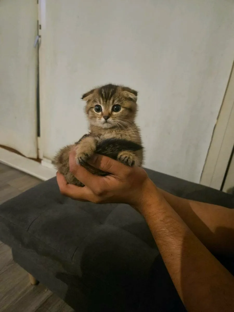 Scottish fold and straight kitten - Image 4