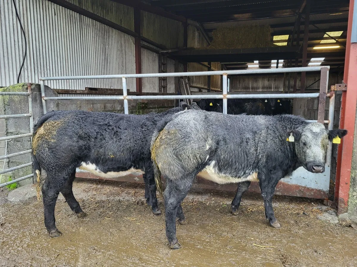2 Hybrid Belgian Blue Heifers - Image 1