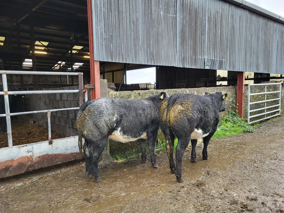 2 Hybrid Belgian Blue Heifers - Image 2