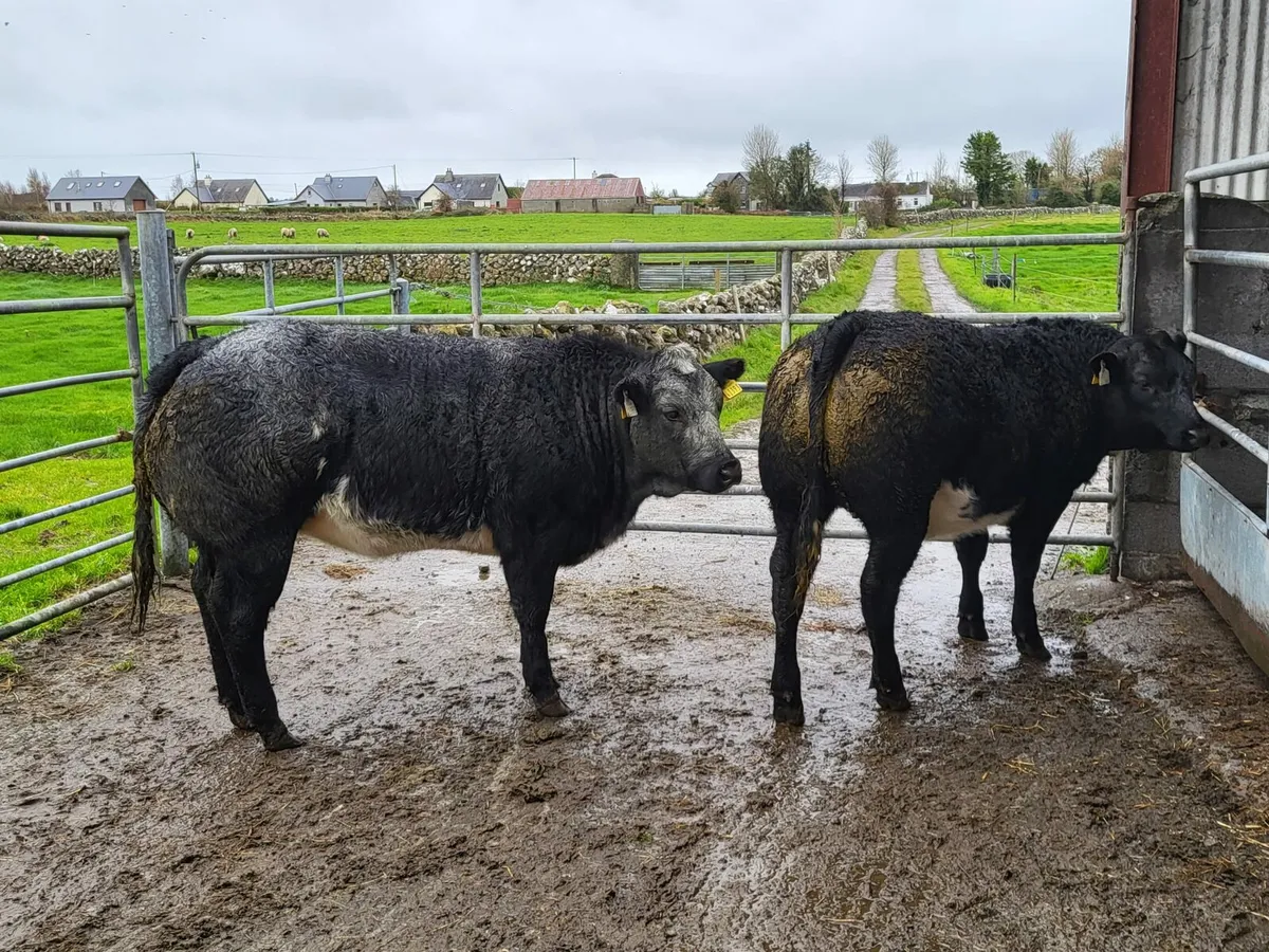 2 Hybrid Belgian Blue Heifers - Image 3