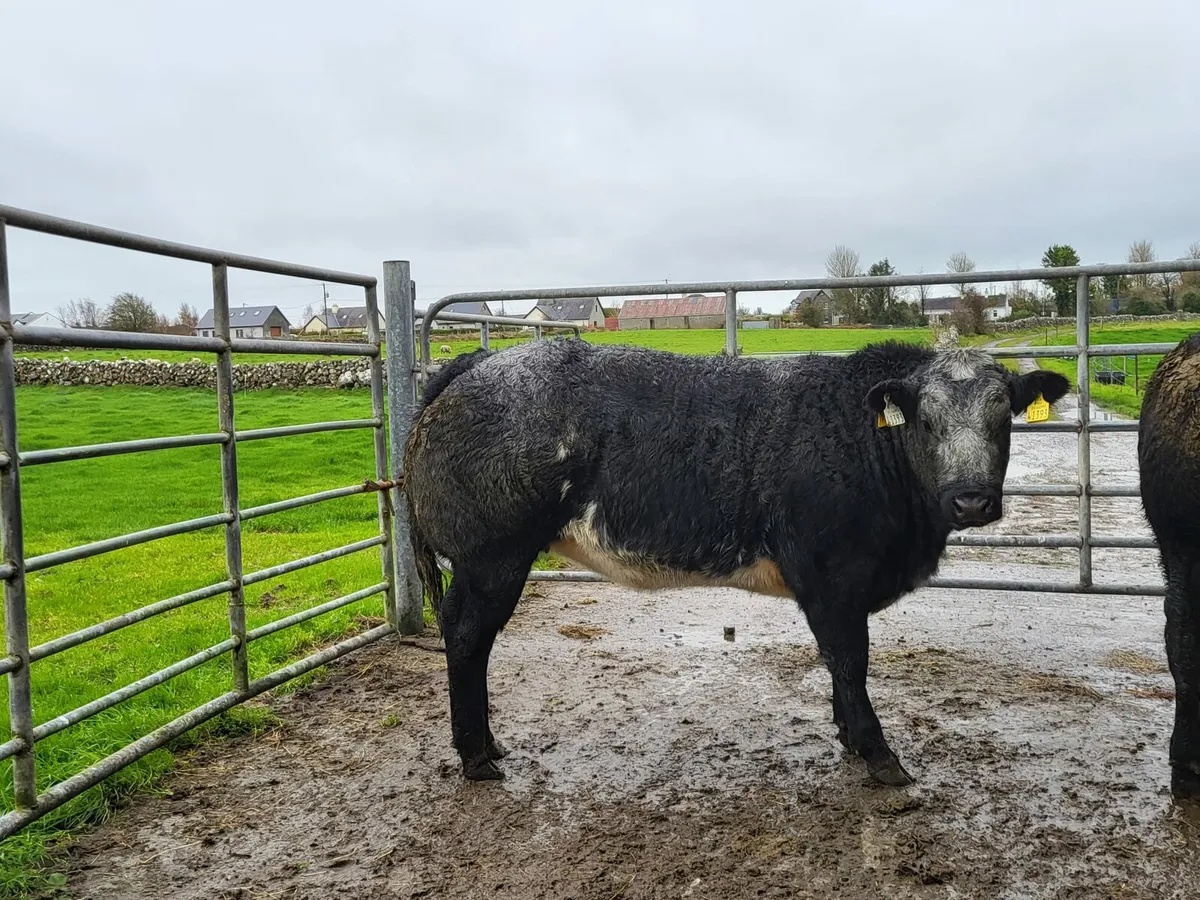 2 Hybrid Belgian Blue Heifers - Image 4
