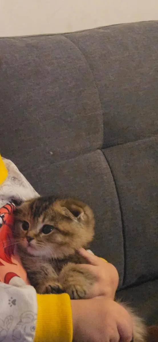 Scottish fold and straight kitten - Image 1