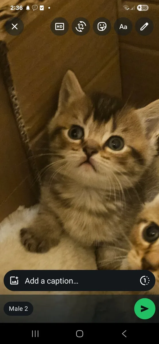 Scottish fold and straight kitten - Image 2