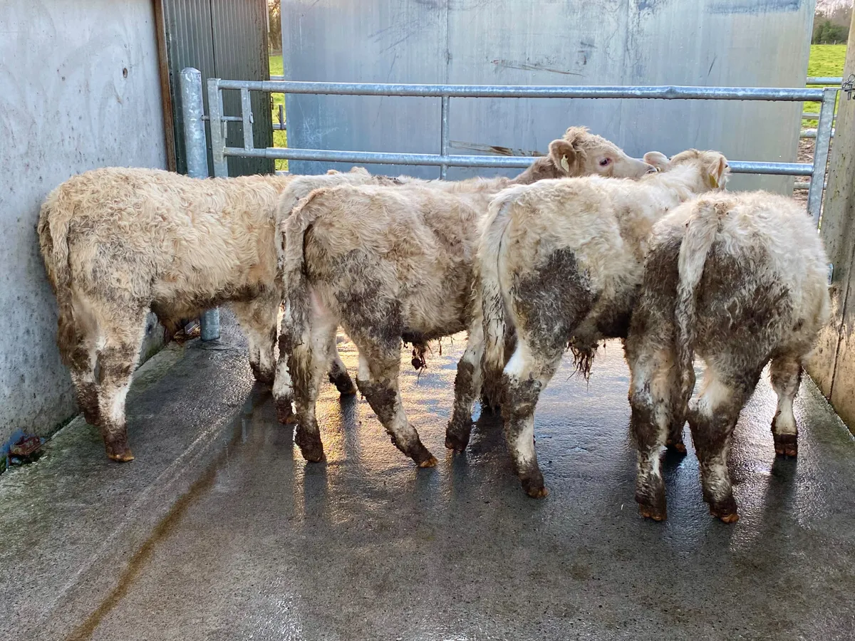 Charolais Bullocks @ Leinster Livestock - Image 4