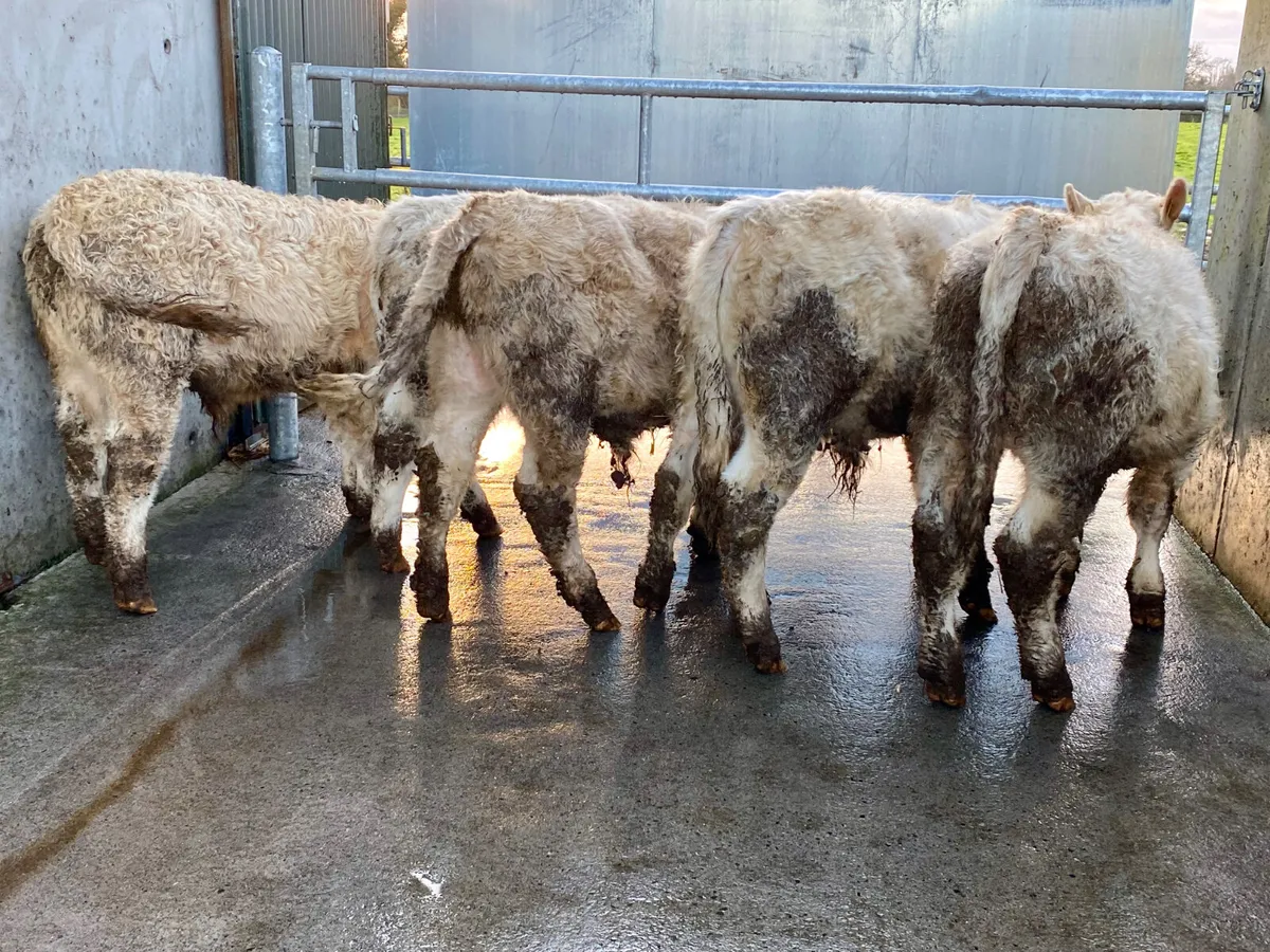 Charolais Bullocks @ Leinster Livestock - Image 3