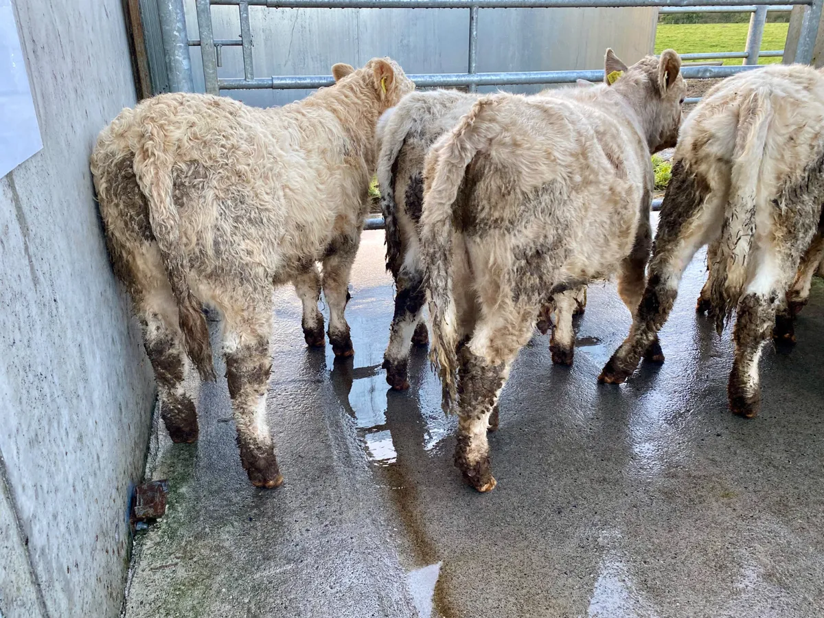 Charolais Bullocks @ Leinster Livestock - Image 1