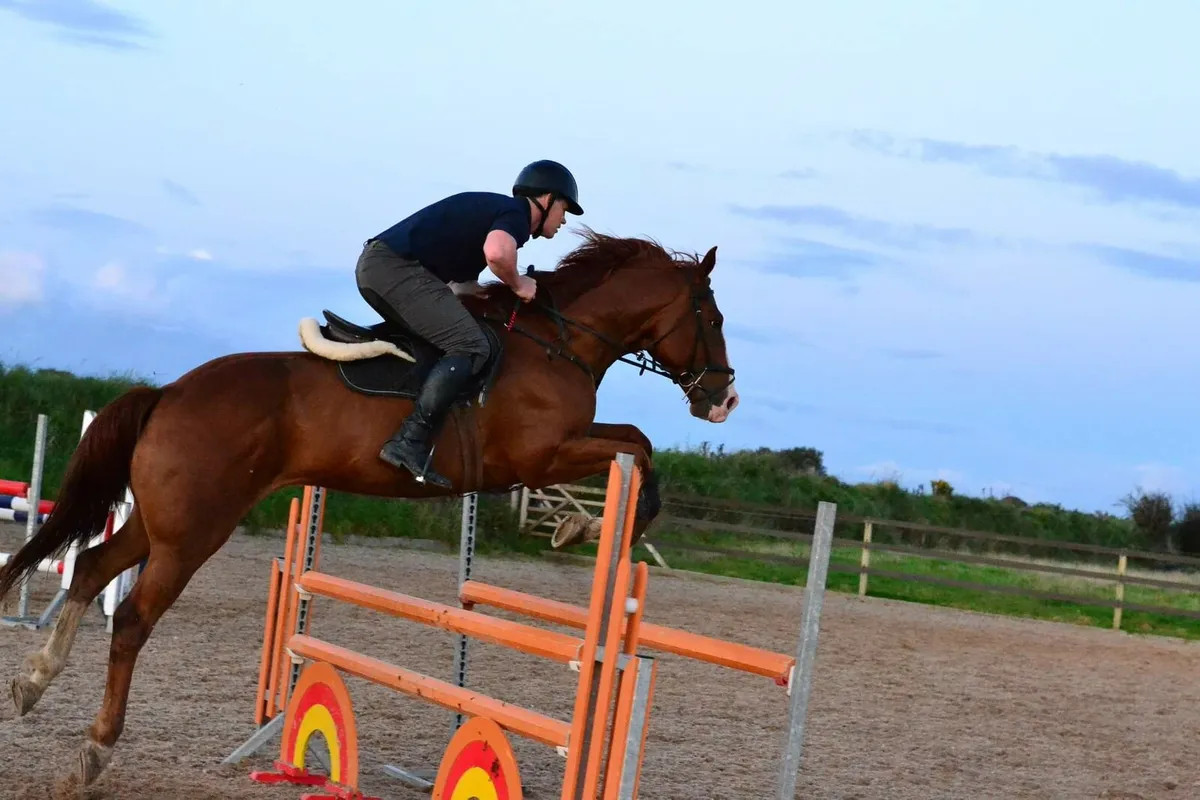 Irish Sport Horse Gelding - Image 1