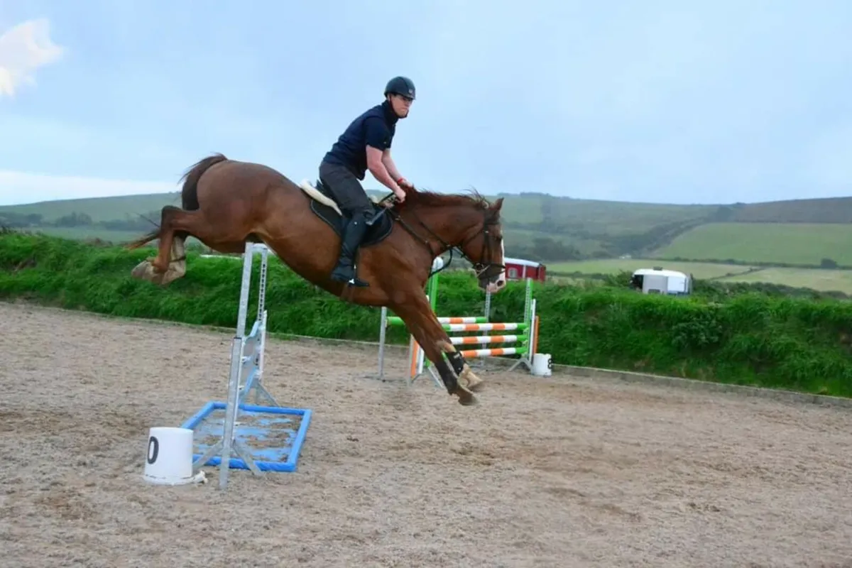 Irish Sport Horse Gelding - Image 2