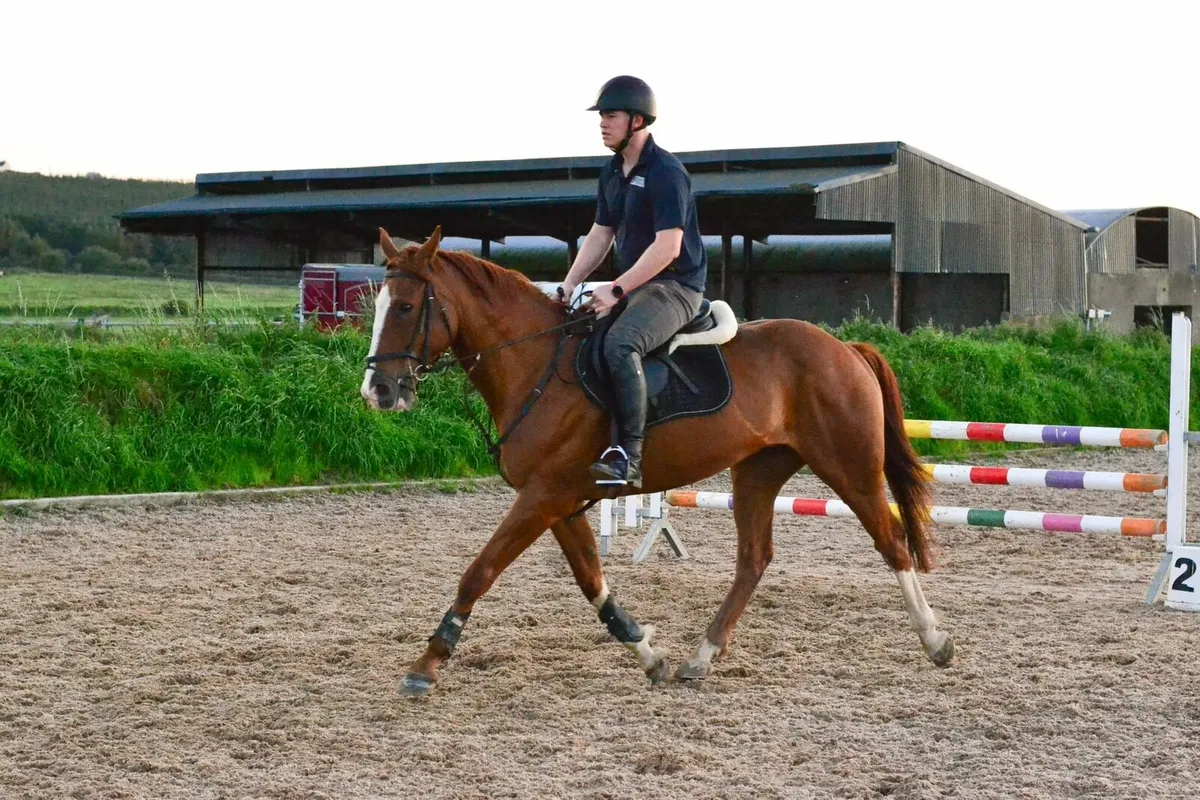 Irish Sport Horse Gelding - Image 3