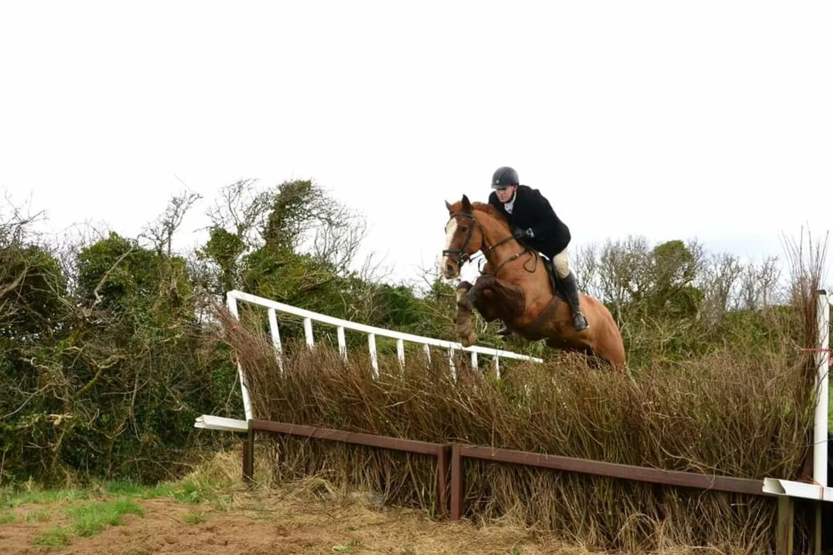 Irish Sport Horse Gelding - Image 4