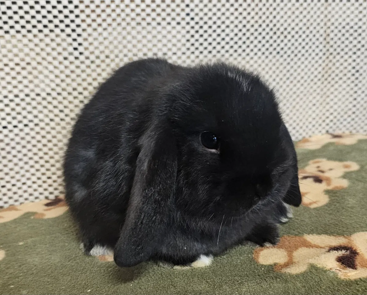 Mini lop bunnies - Image 1