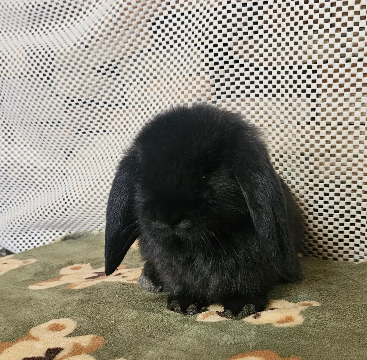 Mini lop bunnies - Image 2