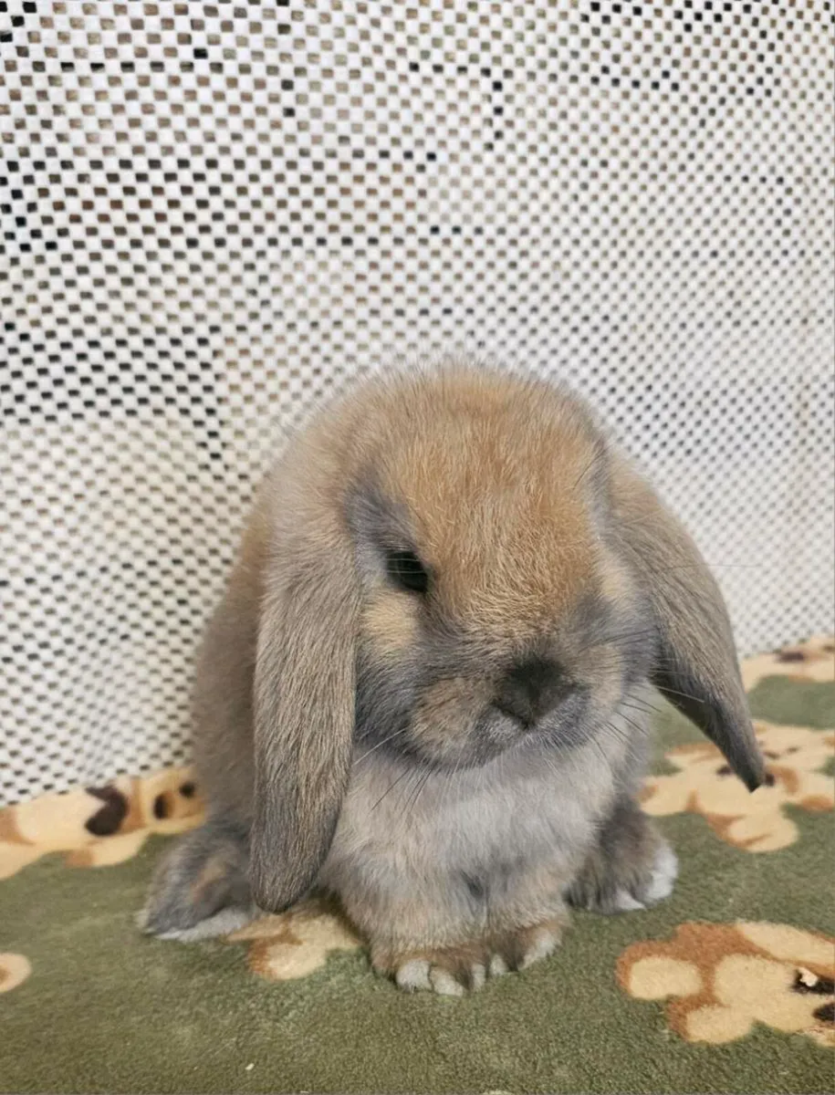 Mini lop bunnies - Image 3