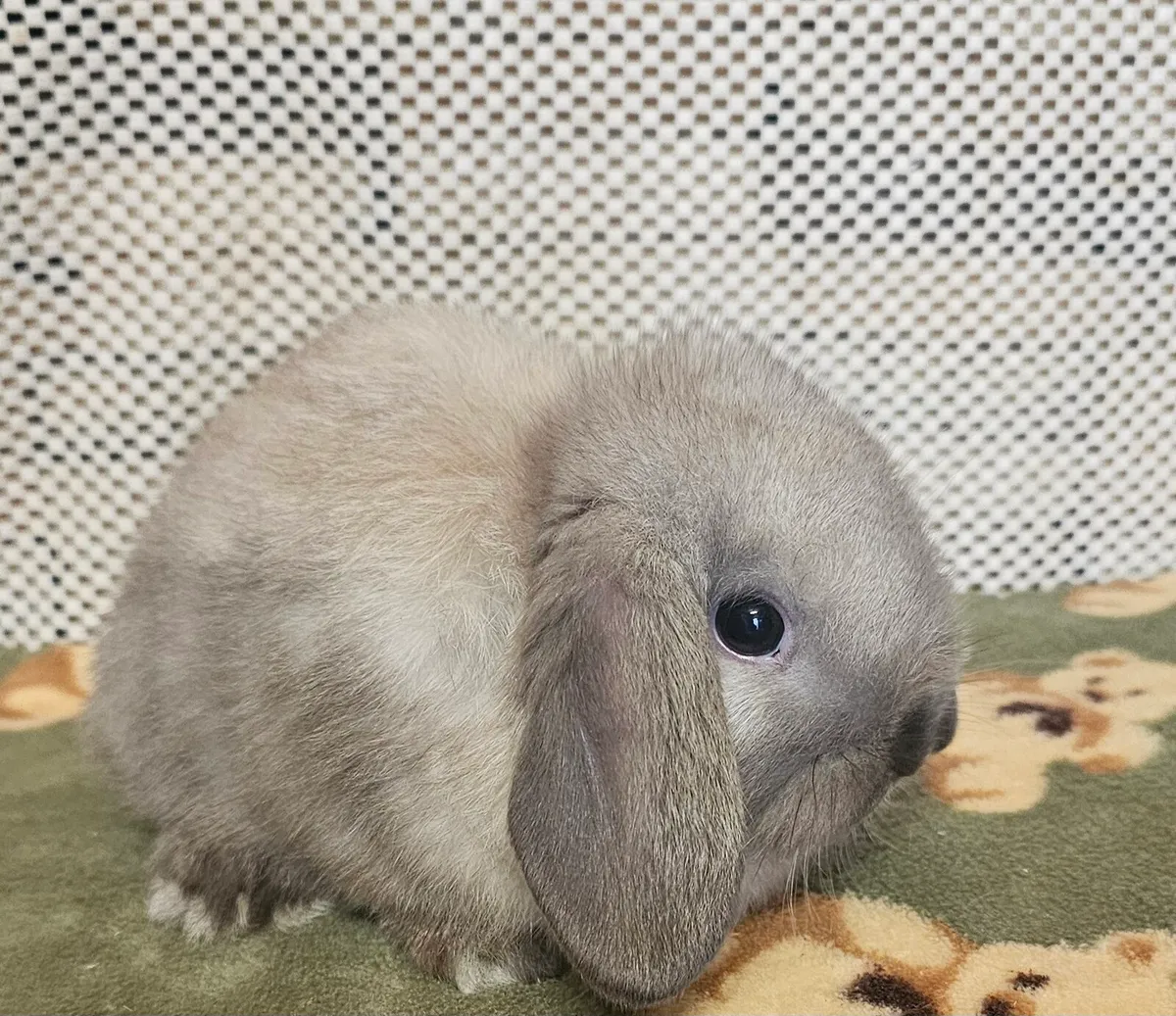 Mini lop bunnies - Image 4