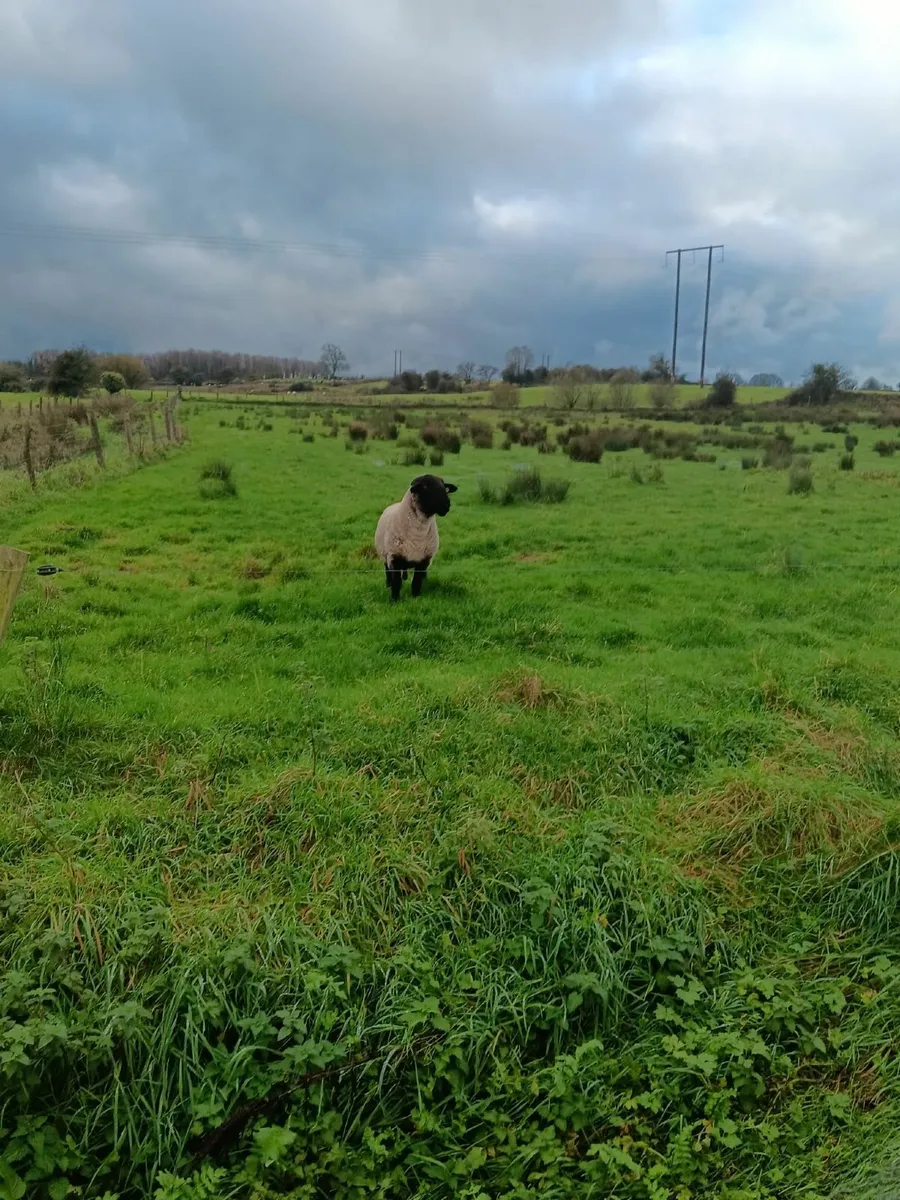 Purebred Suffolk Ram - Image 2