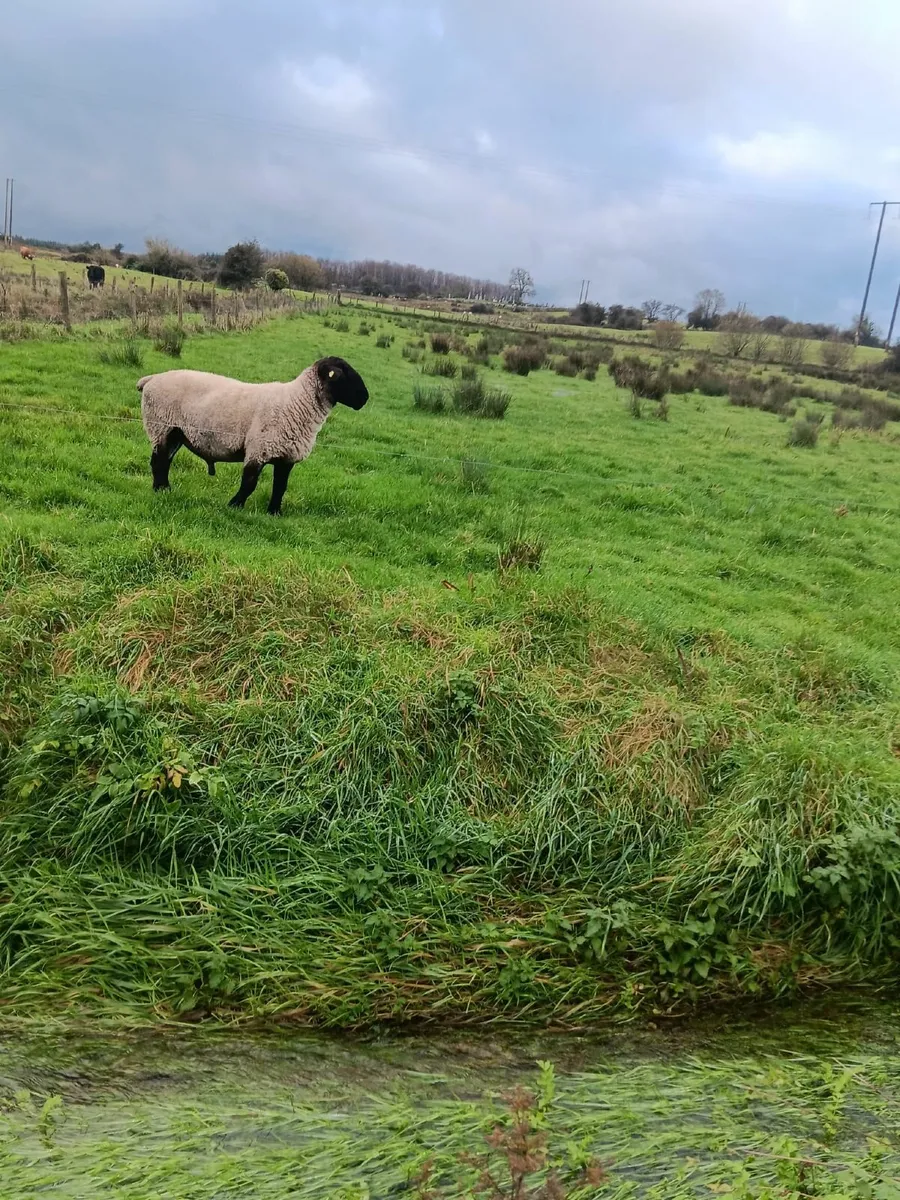 Purebred Suffolk Ram - Image 3