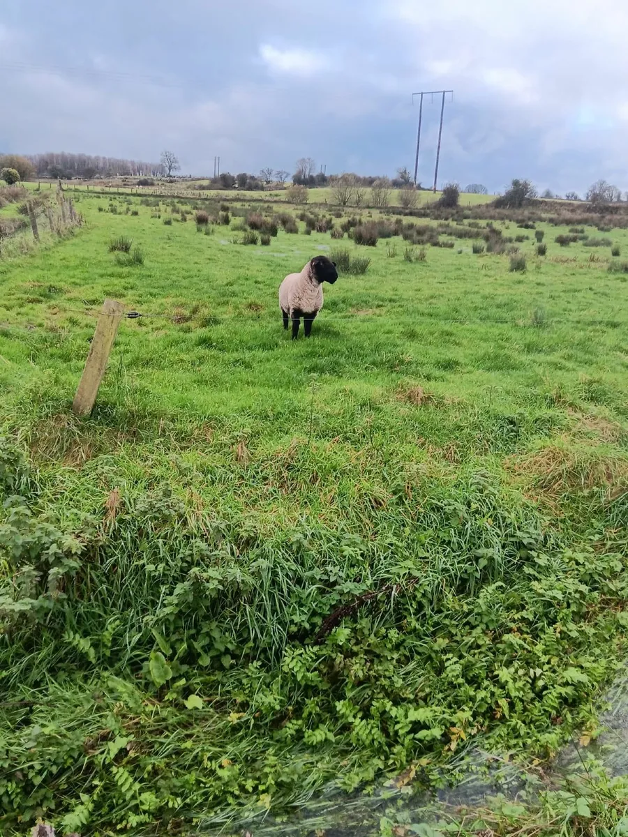 Purebred Suffolk Ram - Image 4