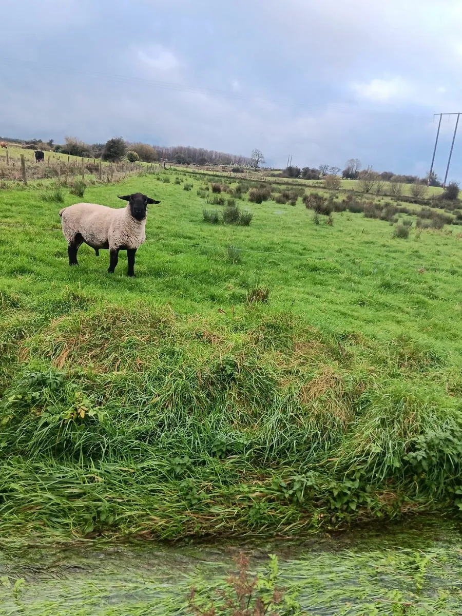 Purebred Suffolk Ram - Image 1