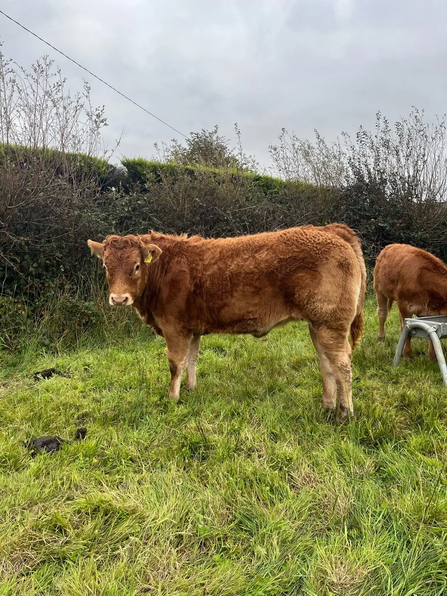 5⭐️Pbr limousin heifers - Image 1