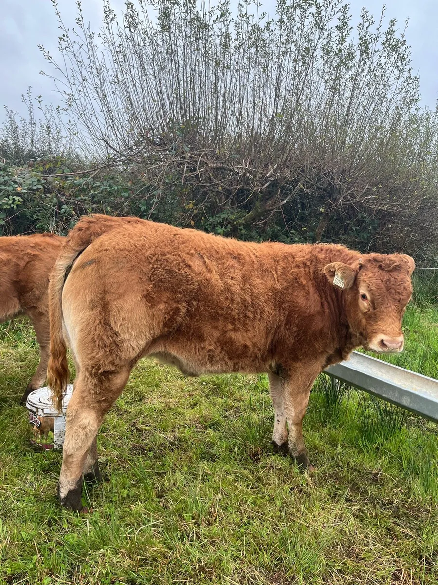 5⭐️Pbr limousin heifers - Image 2