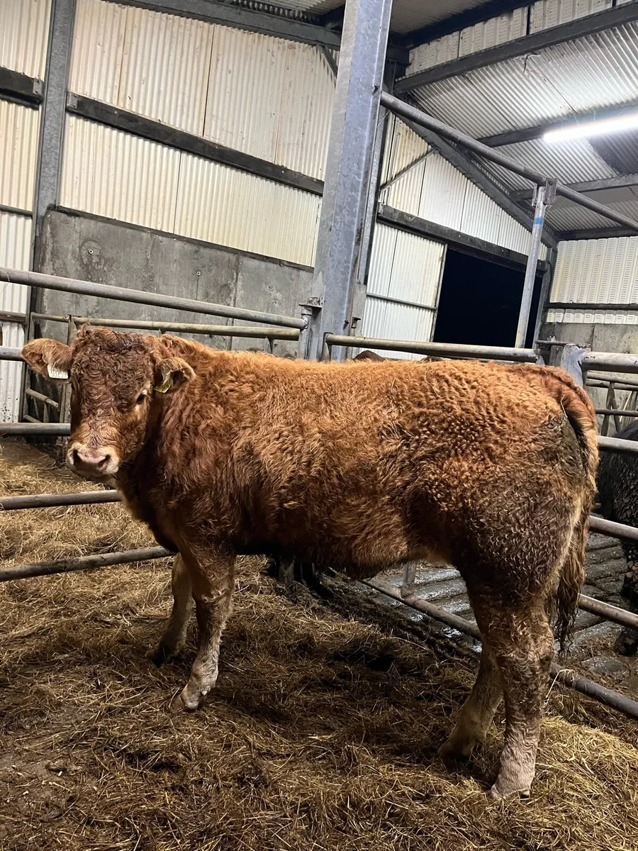 5⭐️Pbr limousin heifers - Image 3