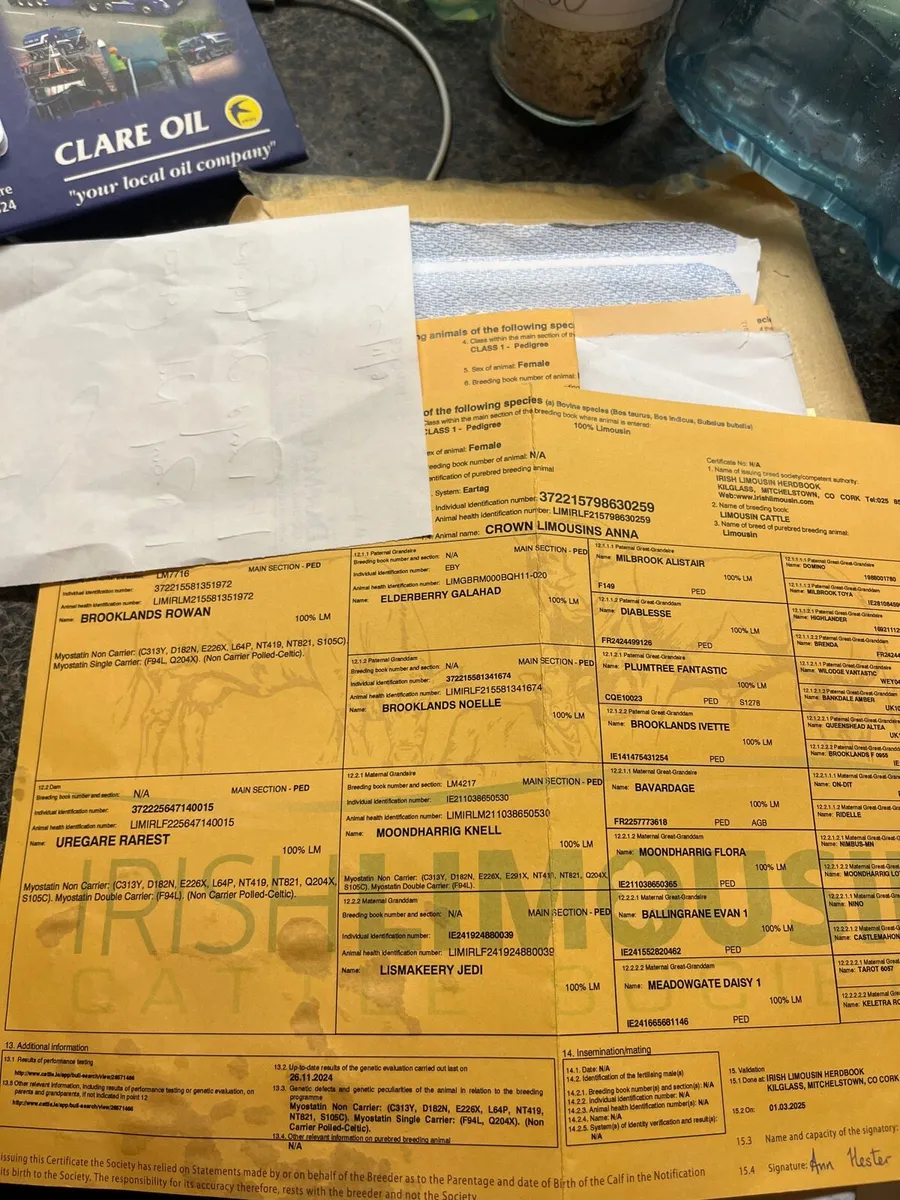 5⭐️Pbr limousin heifers - Image 4