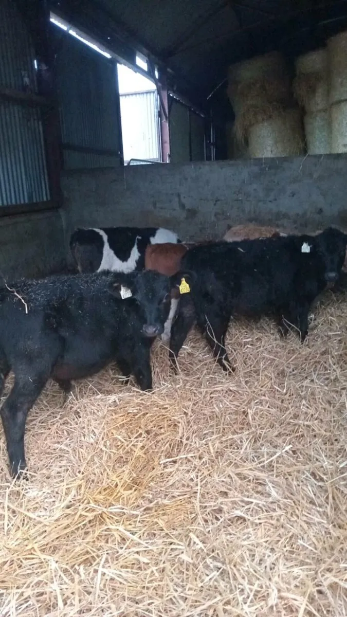 5 smashing runners - Image 1